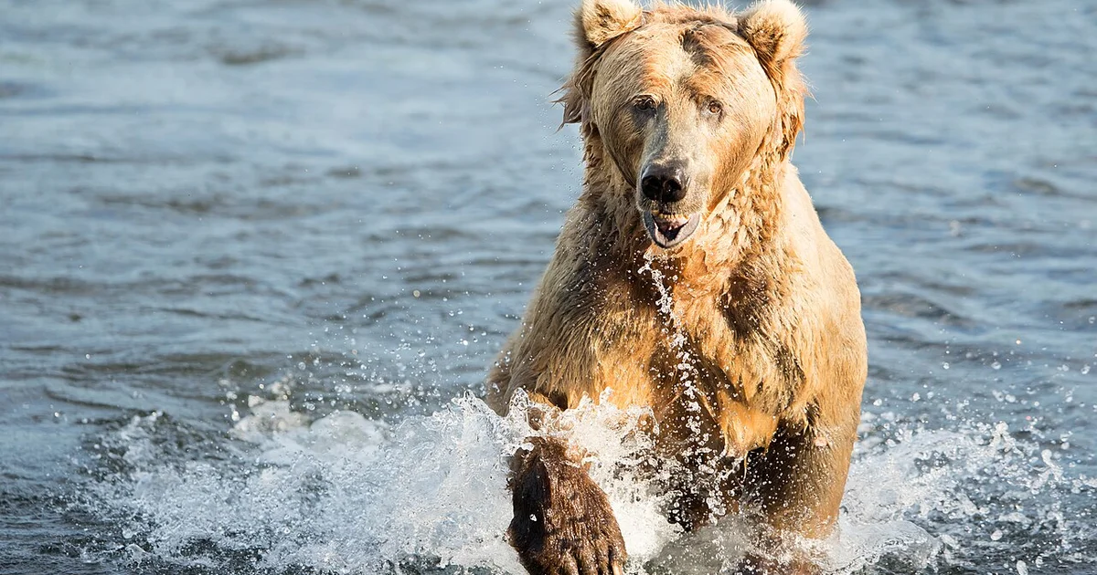 salmon campaign tactics - Alaska Governor Orders Criminal Investigation Into Salmon Campaign Tactics